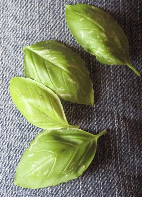 Basil Leaves to Prevent Flatulence