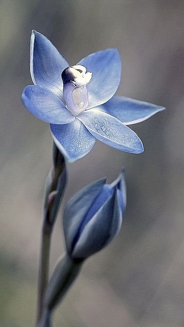 Glistening Sun-Orchid