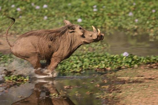 Mana Pools National Park, Zimbabwe