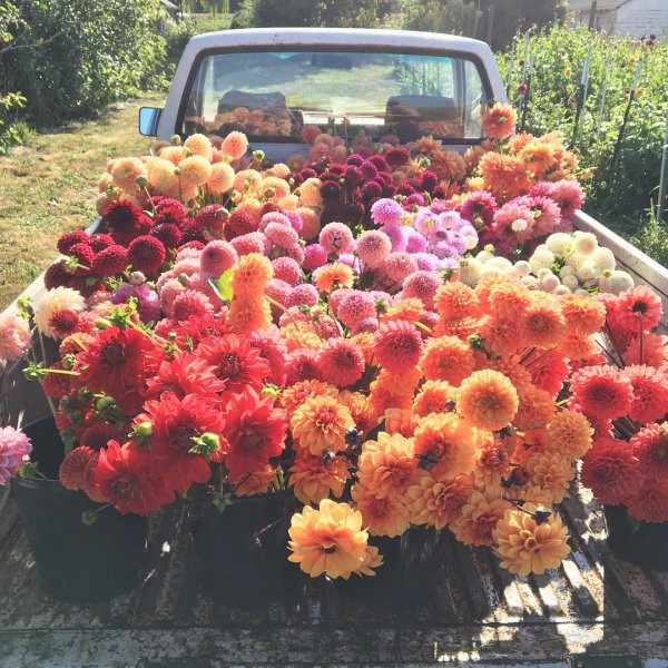 flower, plant, flowering plant, chrysanths, leaf,