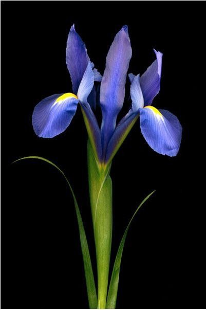 flower, blue, plant, flowering plant, violet,