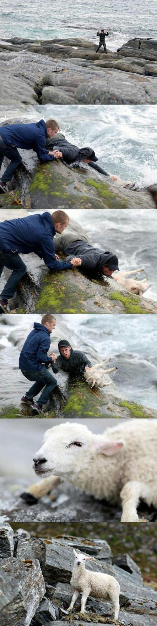 People save Sheep…