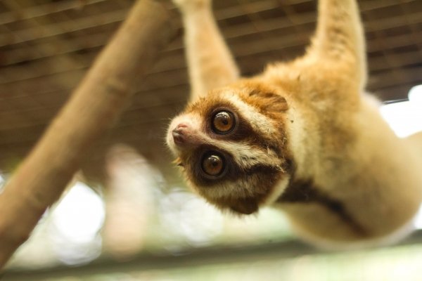 The Slow Loris