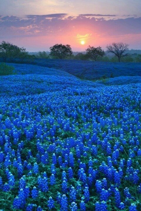 Bluebonnet Fields, Ellis County