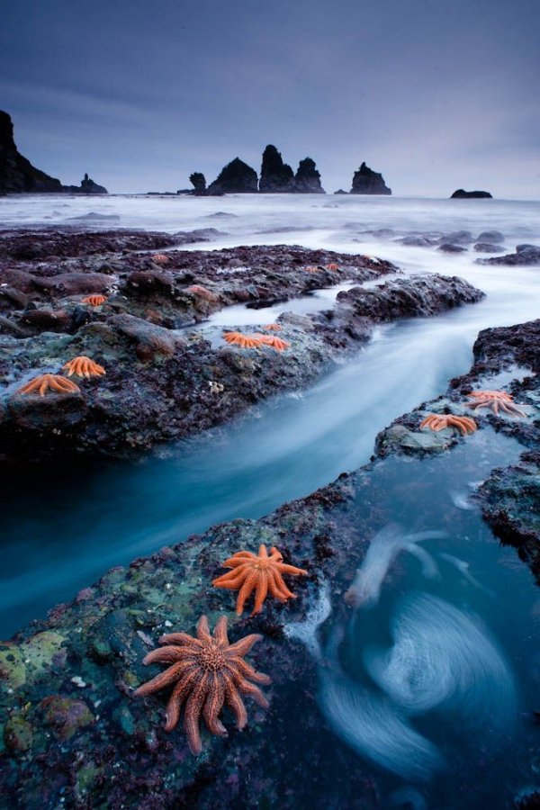 Starfish Colony, Paparoa