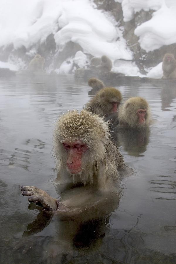 Snow Monkeys