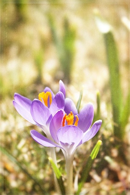 Crocuses