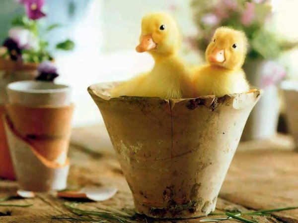 Ducklings