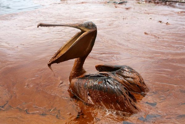 This Pelican