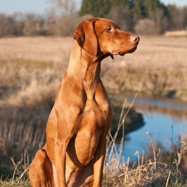 dog,mammal,vizsla,vertebrate,dog breed,