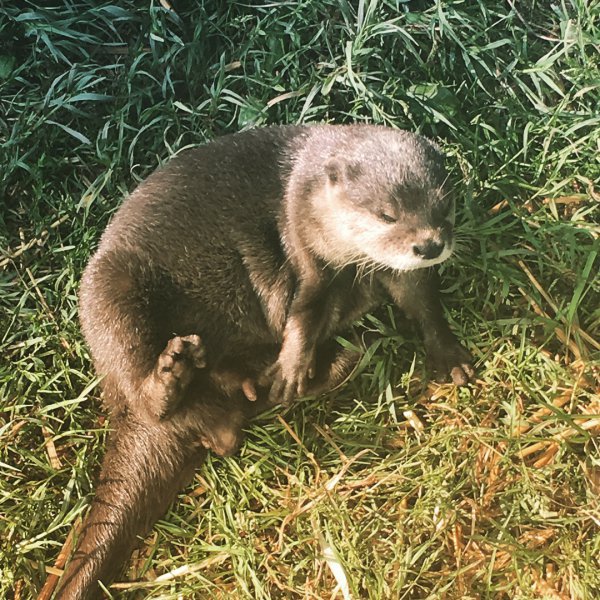 fauna, mammal, terrestrial animal, otter, mink,