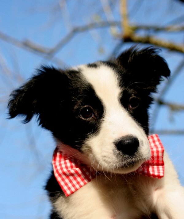 Black, White, and Super Cute