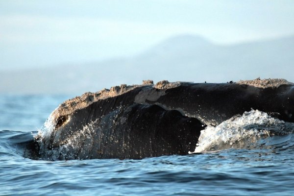 Meet the Ocean’s VIPs