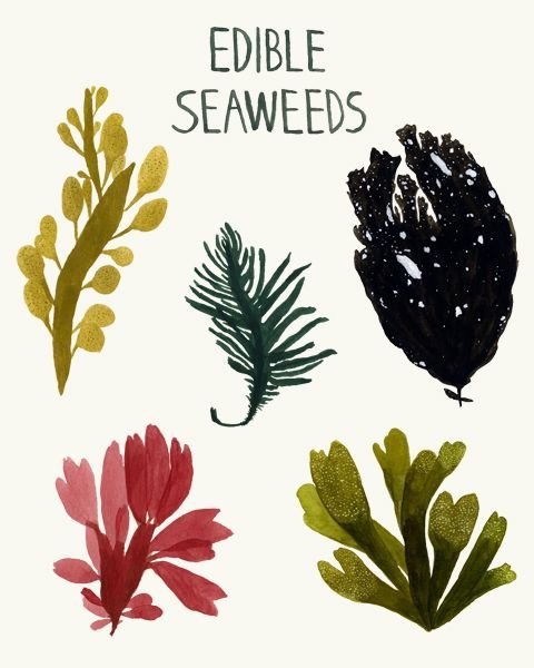 Seaweed