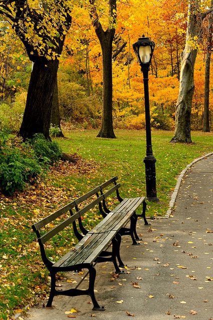 leaf, tree, autumn, plant, grass,