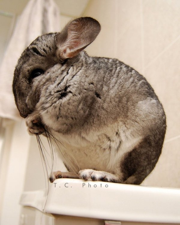 Chinchillas