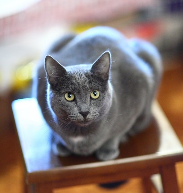 Russian Blue