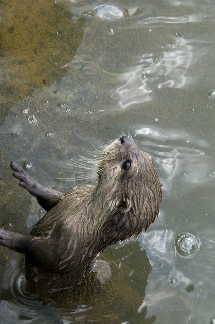 Otters