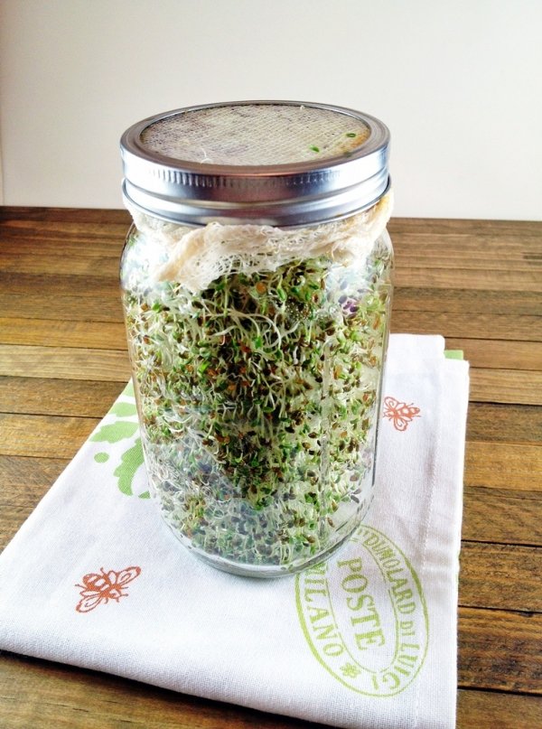 Alfalfa Sprouts Are a Danger Zone