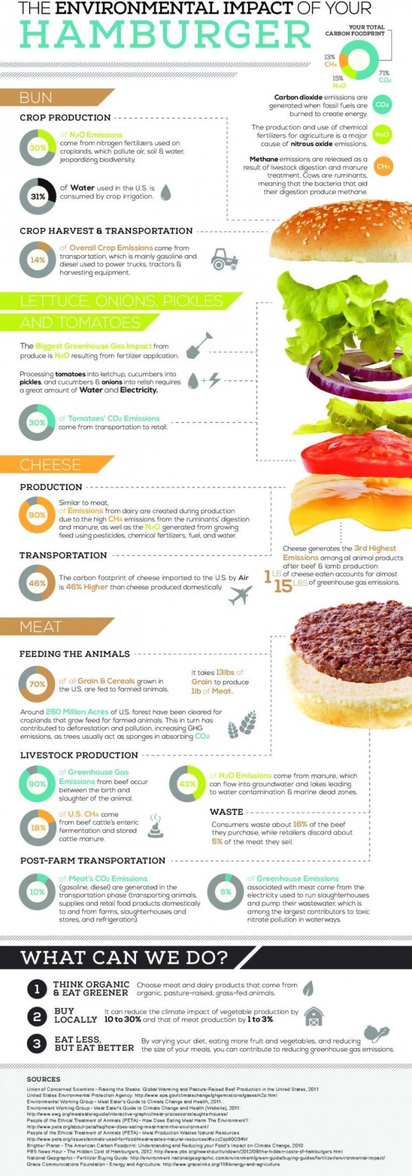 The Environmental Impact of Your Hamburger