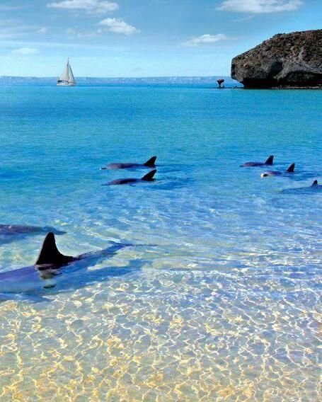 Balandra Beach, La Paz