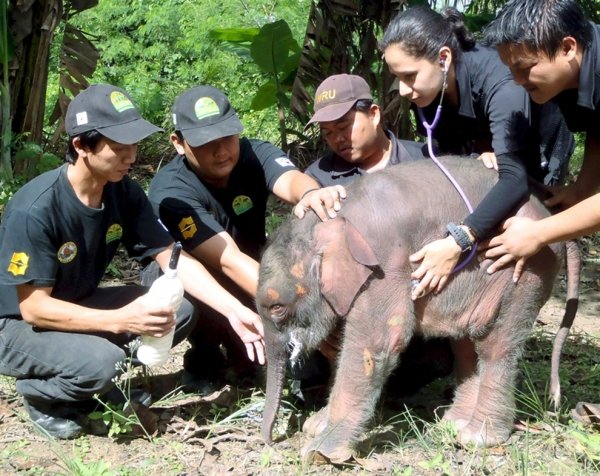 Malaysia Zoo Assistant