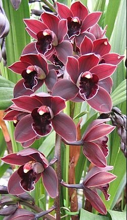 Cymbidium