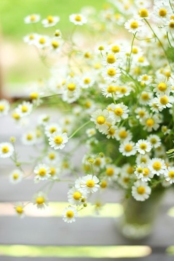 Chamomile