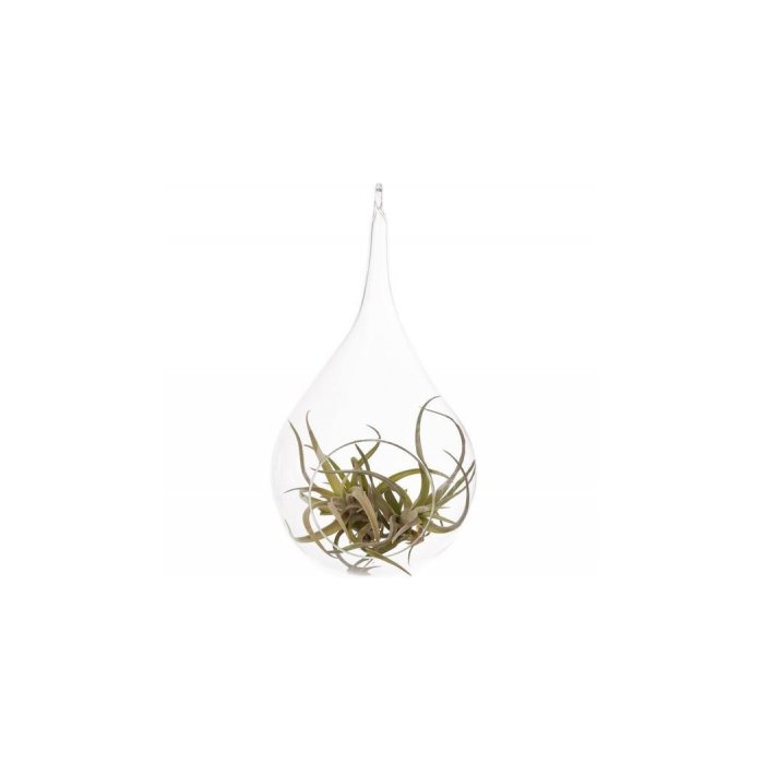 Hinterland Trading Air Plant Tillandsia Bromeliads Kit Teardrop Terrarium with Pebbles and Moss