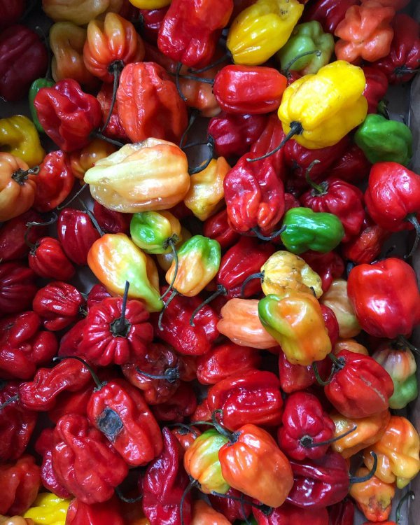 natural foods, vegetable, local food, chili pepper, peppers,