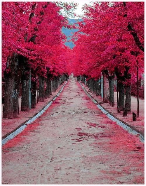 Burgundy Street