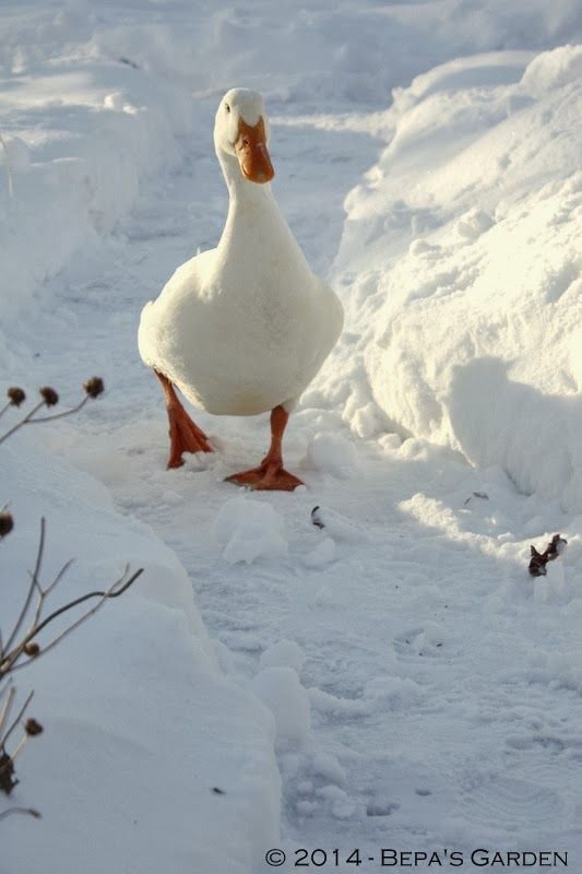 "brrrr ... My Feet Are Cold"