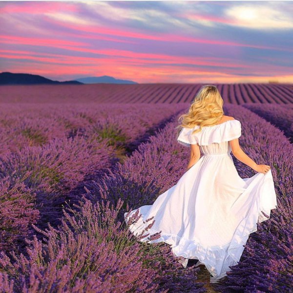 flower, plant, field, grass family, prairie,