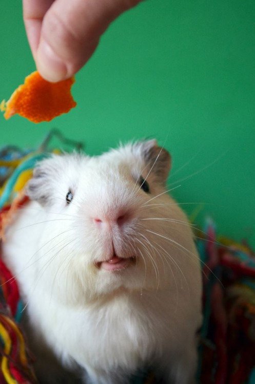 Guinea Pig