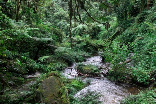 Coastal Forests of East Africa