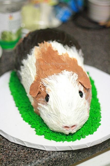 Guinea Pig