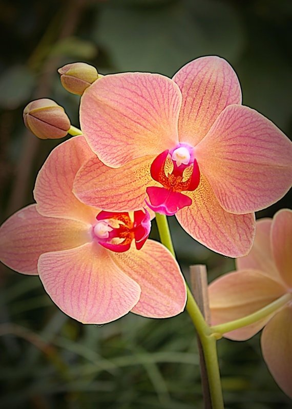 Pink Orchid