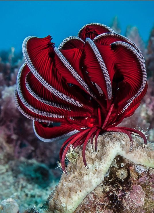 Feather Starfish