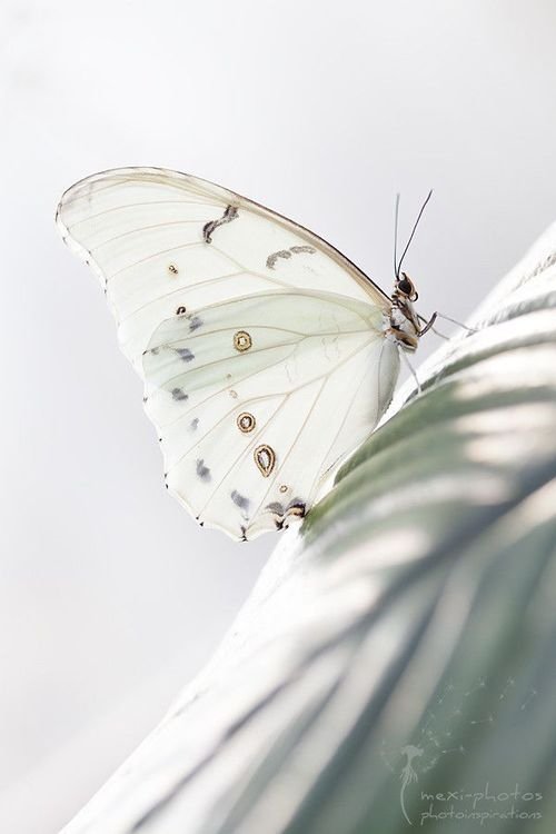 Beautiful Butterfly