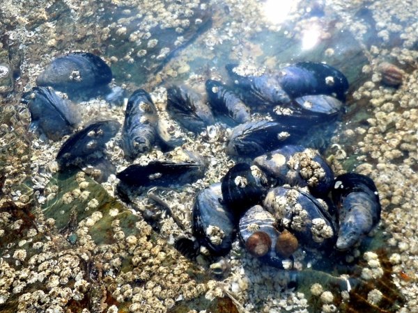 Picking Mussels