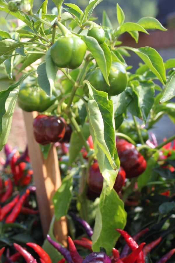 Bell Peppers in Any Shade or Hue