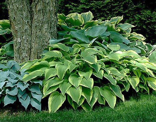 Hosta