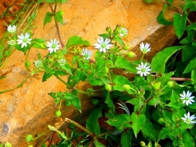 5 Healing Herbs