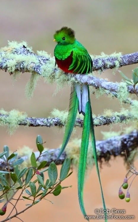 Quetzal