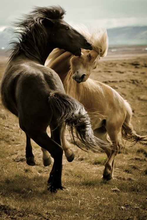 Horses