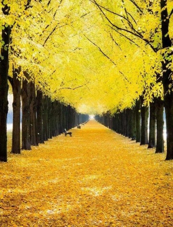 Yellow Leaves