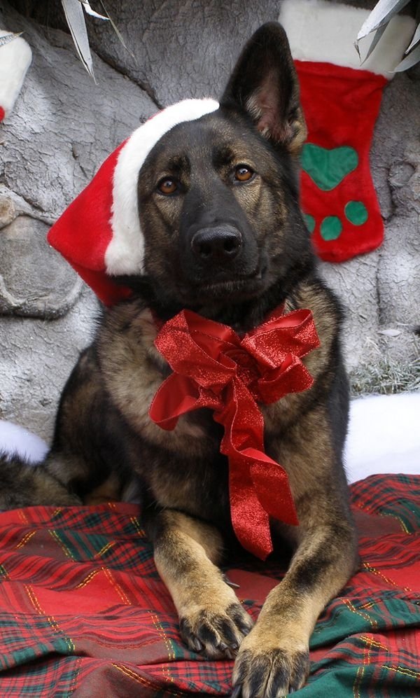 Christmas Shepherd