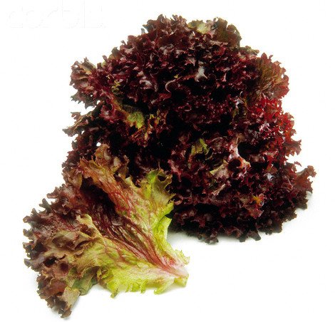 Lollo Rosso Lettuce