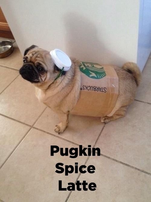 Starpugs