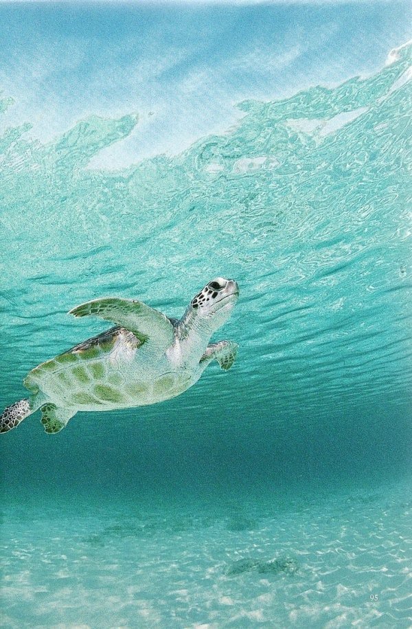 Green Sea Turtle